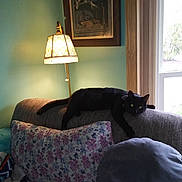 Balou joined the competition — help win amazing prizes! animal, black_cat, blanket, cat, couch, cozy, daylight, floral_pattern, furniture, green_eyes, home_decor, indoor, lamp, living_room, pet, pillow, relaxed, resting, soft_light, window