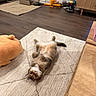 Theo joined the competition — help win amazing prizes! animal, carpet, cat, cat_litter_box, cozy, curious, domestic_cat, floor, furniture, home, indoor, looking_at_camera, pet, pet_toy, plush_toy, relaxed, resting, rug, vacuum_cleaner, wood_floor