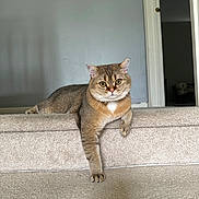 Theo joined the competition — help win amazing prizes! animal, carpet, cat, comfortable, cute, domestic, doorway, feline, fur, home, indoor, laying, looking, paw, pet, relaxed, resting, stairs, tabby, wall
