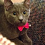 cat, kitten, gray_cat, pink_bow, collar, bell, wide_eyes, whiskers, ears, paws, indoor, carpet, close_up, portrait, pet, feline, curious, cute, cozy, home
