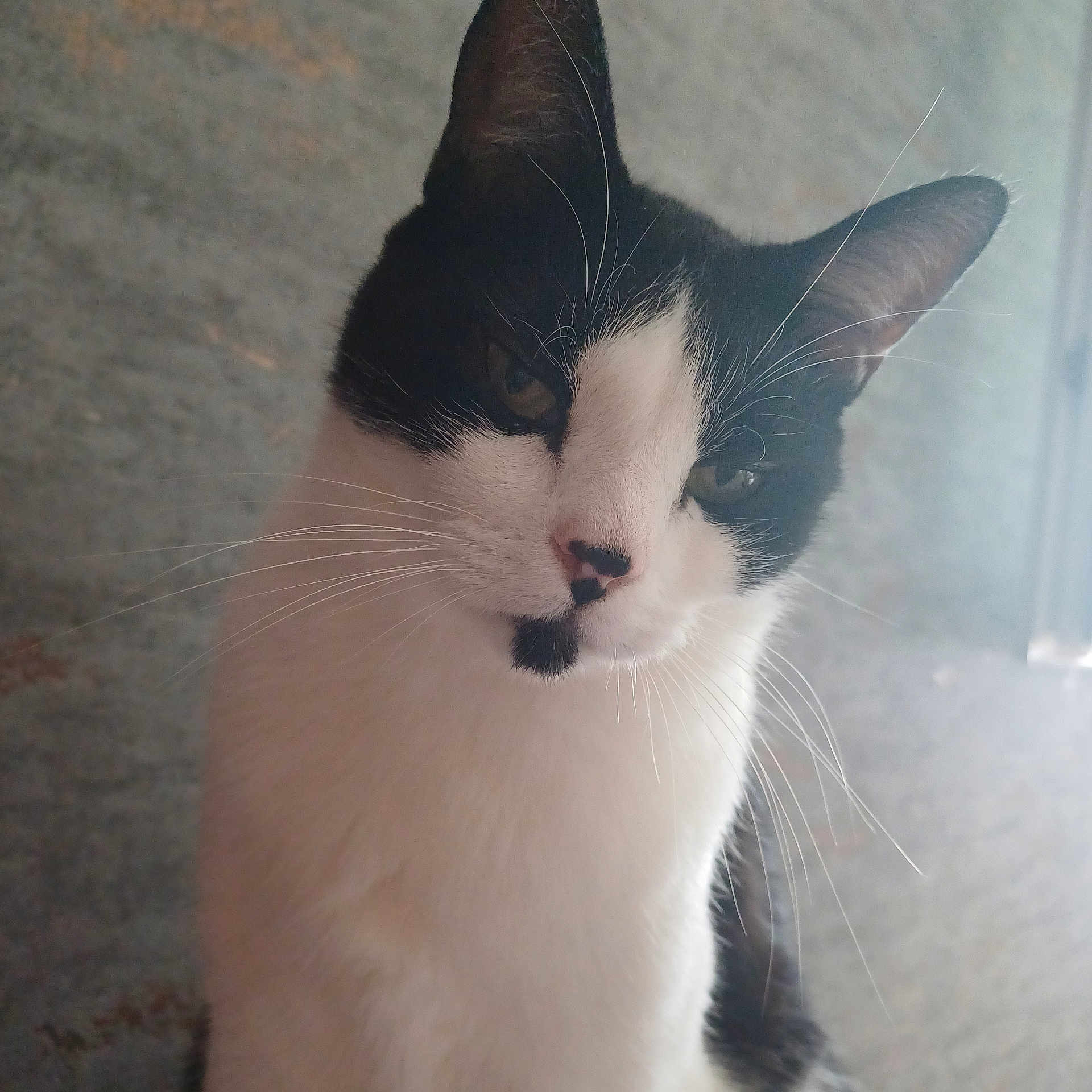 Sammy participe au concours pour gagner de l'argent avec cette photo : abyssinian, angora, animal, blackcat, cat, kitten, manx, pet, siamese