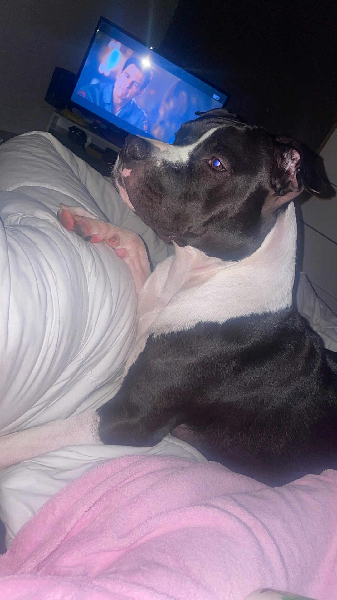 Tyron participe au concours pour gagner de l'argent avec cette photo : dog, bed, blanket, indoor, television, black_and_white, pet, canine, resting, pink, white, cozy, furniture, animal, living_room, watching_tv, portrait, domestic, companion, relaxing