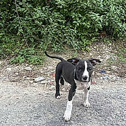 Tyron participe au concours pour gagner de l'argent avec cette photo : puppy, dog, black_and_white, outdoor, nature, greenery, pavement, rocks, grass, young, pet, canine, fur, tail, ears, walking, animal, curious, sidewalk, daylight
