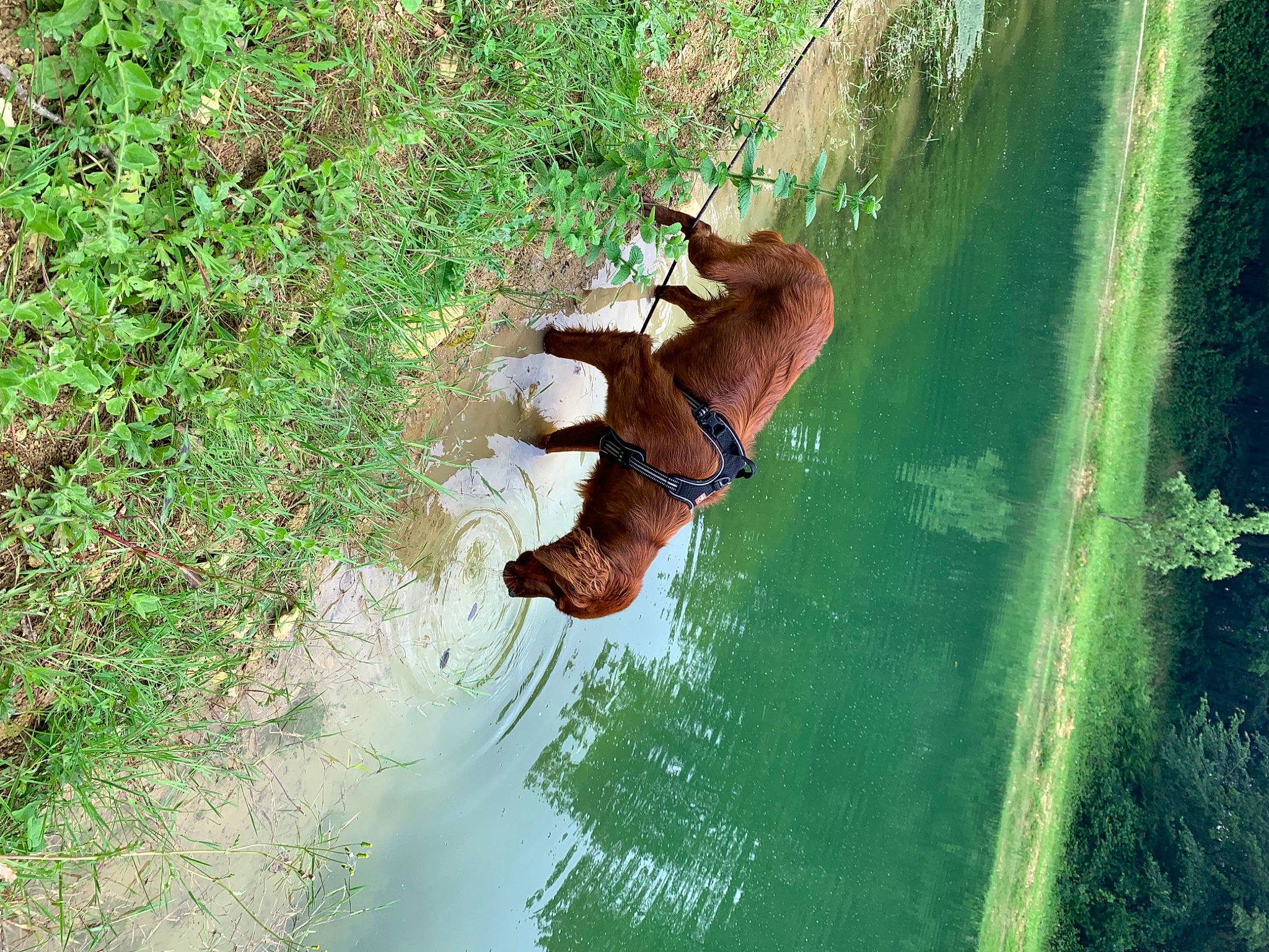 Toony participe au concours pour gagner de l'argent avec cette photo : fawn, grass, grass_family, happy, horse, lake, landscape, liver, natural_landscape, people_in_nature, plant, reflection, tail, terrestrial_animal, trunk, water, watercourse, wildlife, wood, working_animal