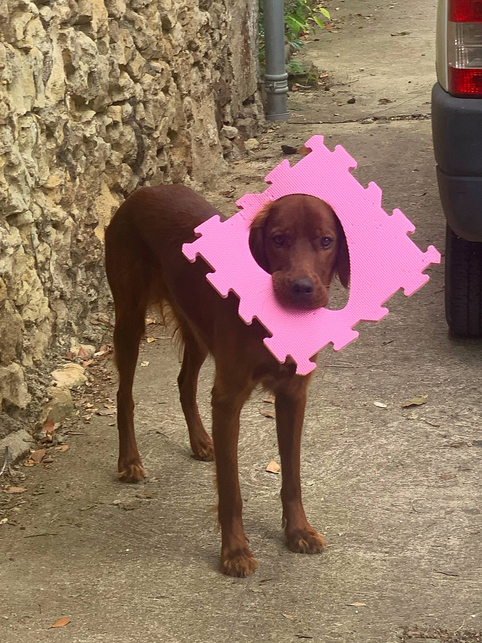 Toony participe au concours pour gagner de l'argent avec cette photo : asphalt, automotive_lighting, automotive_tail_brake_light, automotive_tire, carnivore, companion_dog, dog, dog_breed, dog_supply, fawn, fender, magenta, road_surface, snout, tail, tints_and_shades, tire, vehicle, wheel, working_animal