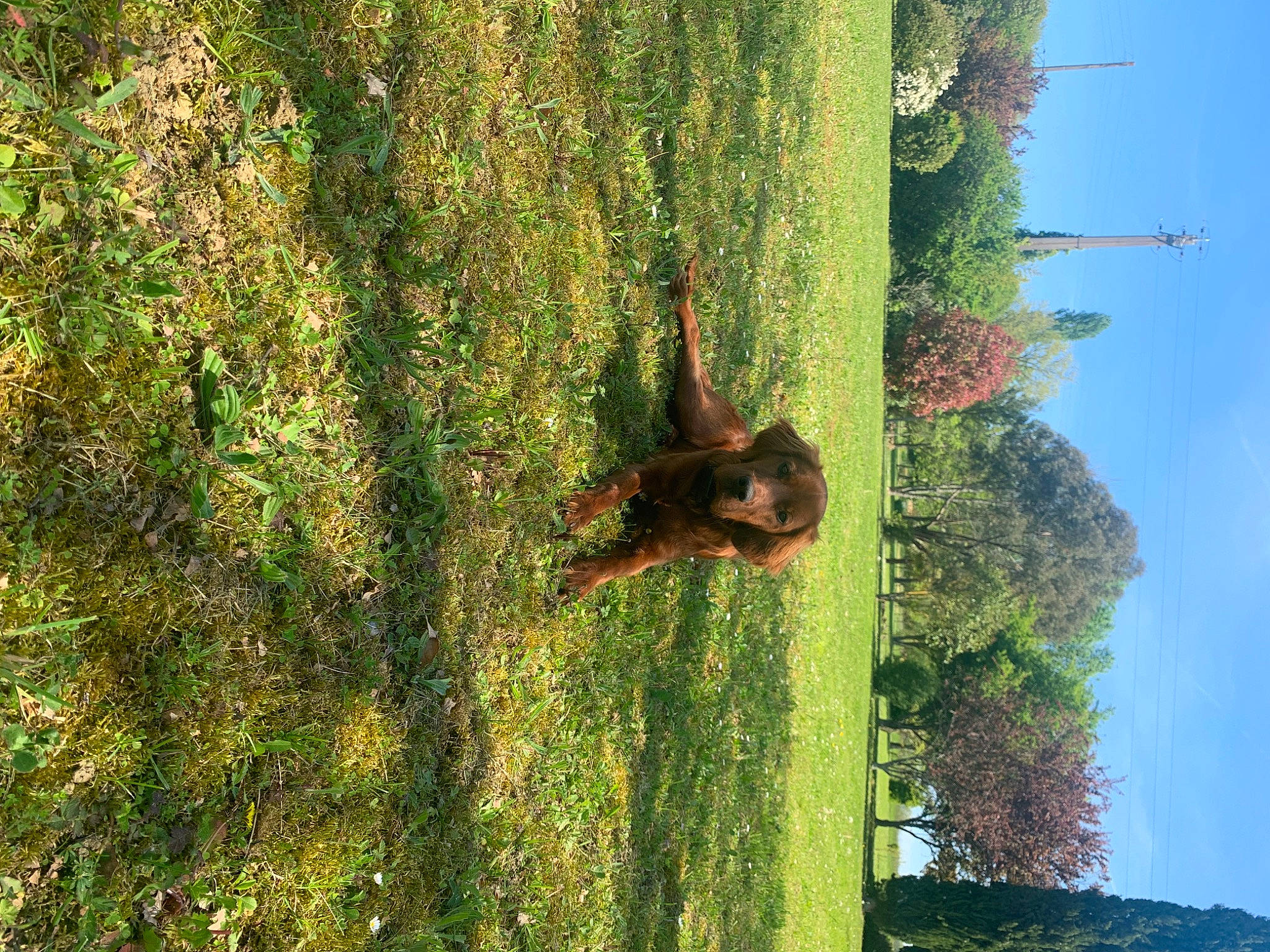 Toony a rejoint le concours — aidez-le/la à gagner de superbes lots ! biome, branch, dog, forest, grass, grass_family, landscape, natural_environment, nature_reserve, organism, plant, reflection, sky, terrestrial_plant, tree, trunk, wildlife, window, wood, woody_plant