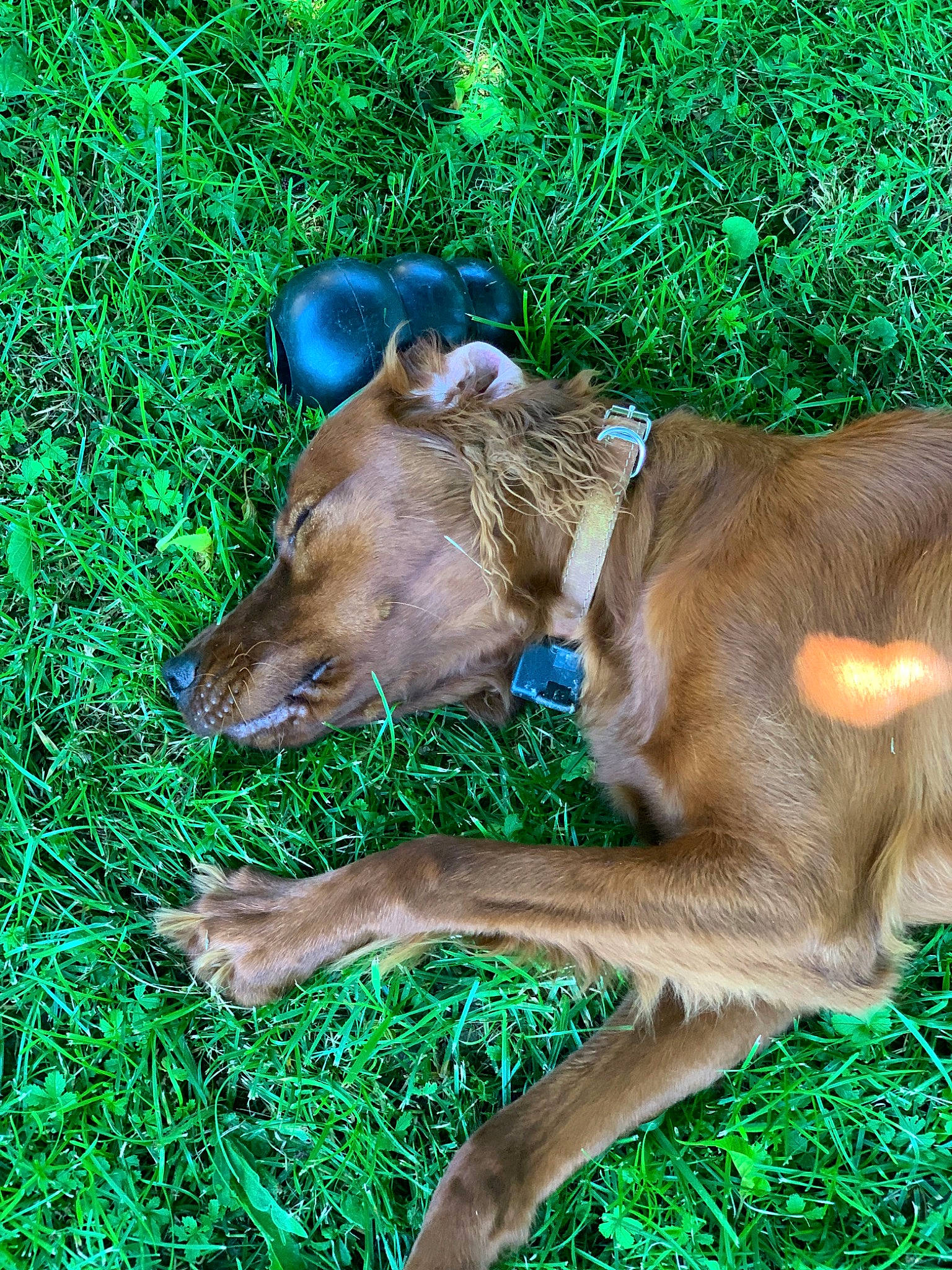 Toony a rejoint le concours — aidez-le/la à gagner de superbes lots ! canidae, carnivore, companion_dog, dog, dog_breed, fawn, grass, groundcover, hunting_dog, liver, livestock, plant, rampur_greyhound, sporting_group, tail, terrestrial_animal, wildlife, working_animal