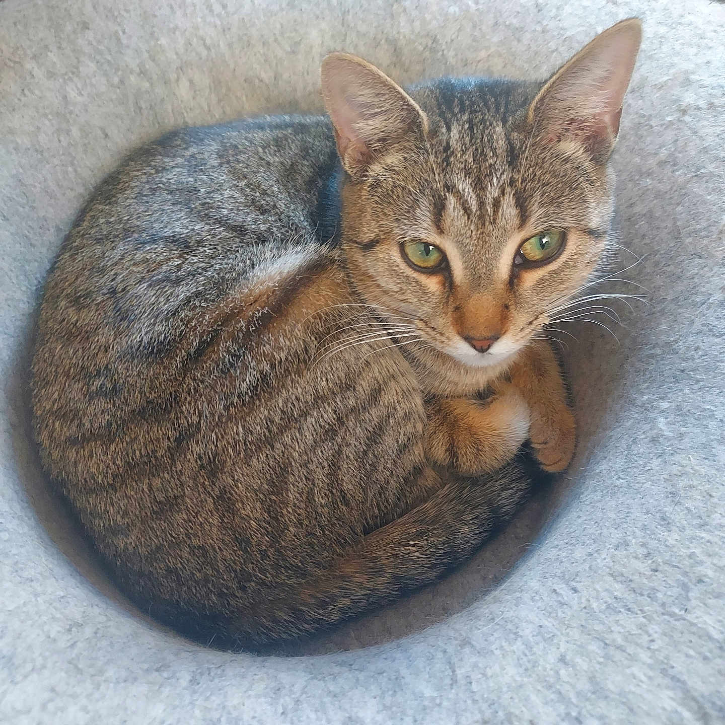 Delila