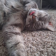 Sam is registered to the contest to win money with this photo: adorable, carpet, cat, close_up, fluffy, funny, fur, gray_cat, home, indoor, paw, pet, pink_nose, playful, portrait, relaxed, sleeping, tongue_out, upside_down, whiskers