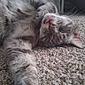 adorable, carpet, cat, close_up, fluffy, funny, fur, gray_cat, home, indoor, paw, pet, pink_nose, playful, portrait, relaxed, sleeping, tongue_out, upside_down, whiskers