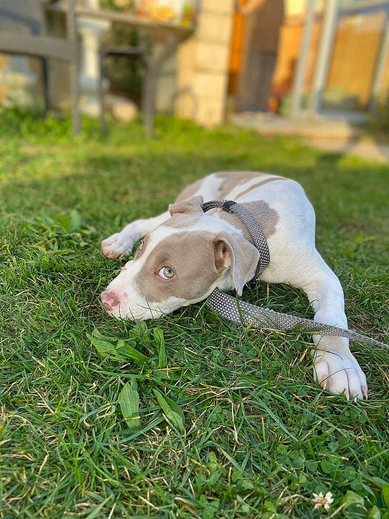 Alpach a rejoint le concours — aidez-le/la à gagner de superbes lots ! canidae, carnivore, collar, companion_dog, dog, dog_breed, fashion_accessory, fawn, grass, grassland, groundcover, guard_dog, non_sporting_group, pasture, puppy, sporting_group, tail, terrestrial_animal, whiskers, working_animal