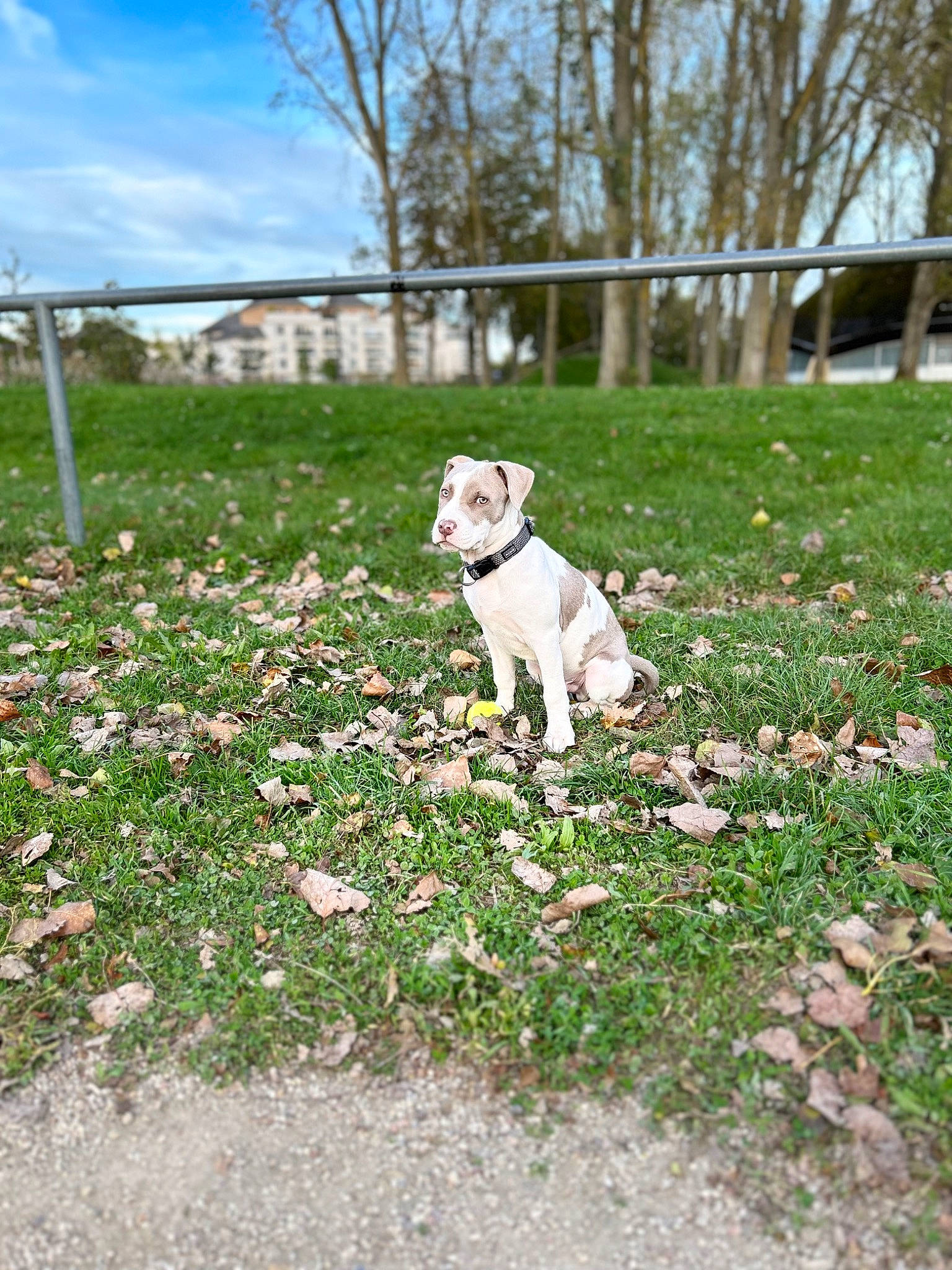 Alpach a rejoint le concours — aidez-le/la à gagner de superbes lots ! carnivore, cloud, companion_dog, dog, dog_breed, fawn, flower, grass, grass_family, grassland, groundcover, lawn, meadow, plant, shrub, sky, sporting_group, tail, tree, working_animal
