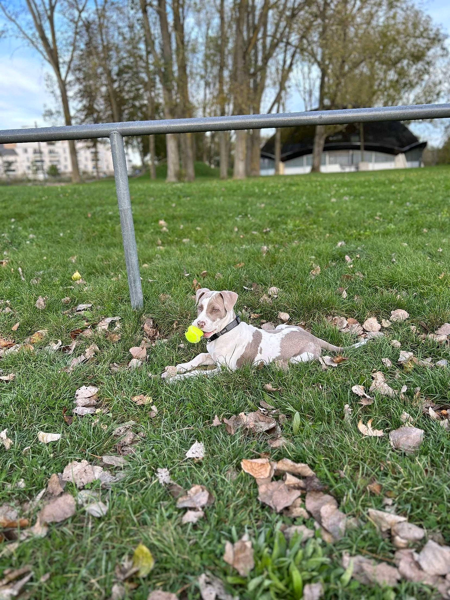 Alpach a rejoint le concours — aidez-le/la à gagner de superbes lots ! canidae, carnivore, cloud, companion_dog, dog, dog_breed, fawn, flower, grass, grassland, groundcover, lawn, meadow, petal, plant, shrub, sky, sporting_group, tail, tree