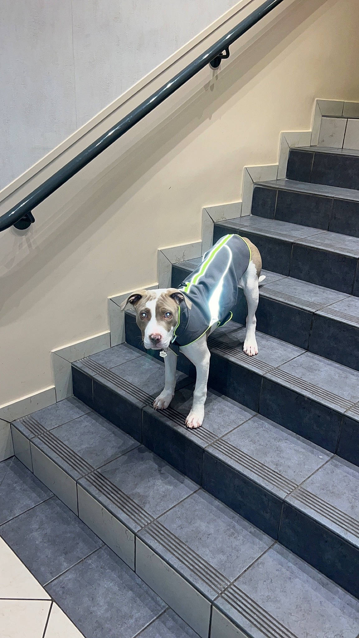 Alpach a rejoint le concours — aidez-le/la à gagner de superbes lots ! carnivore, collar, companion_dog, dog, dog_breed, dog_collar, dog_supply, fawn, floor, flooring, grey, handrail, line, metal, pet_supply, sidewalk, snout, stairs, wood, working_animal