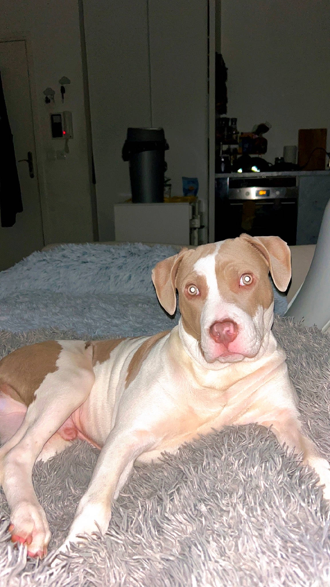 Alpach participe au concours pour gagner de l'argent avec cette photo : canidae, carnivore, comfort, companion_dog, dog, dog_breed, fawn, flooring, fur, guard_dog, liver, mat, non_sporting_group, rug, snout, sporting_group, tail, whiskers, working_animal, working_dog