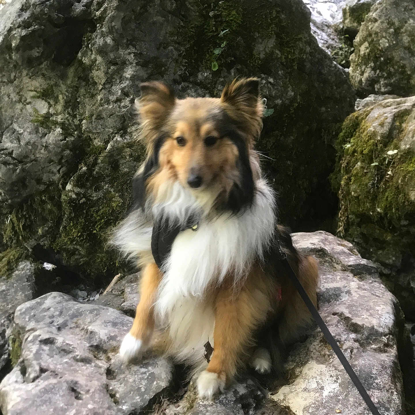 Nawa participe au concours pour gagner de l'argent avec cette photo : accessories, animal, canine, cockerspaniel, collie, dog, flagstone, hound, leash, outdoors, path, pet, plant, puppy, rock, slate, soil, strap, terrier, walkway