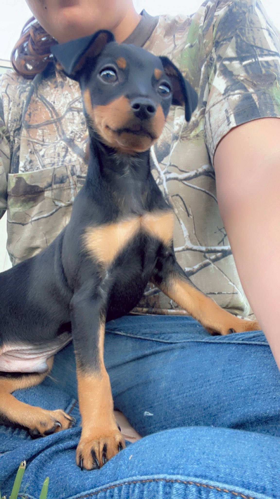 Snickers is registered to the contest to win money with this photo: carnivore, collar, comfort, companion_dog, dog, dog_breed, fawn, fur, guard_dog, hound, hunting_dog, pet_supply, sitting, snout, sporting_group, thigh, toy_dog, whiskers, working_animal, working_dog