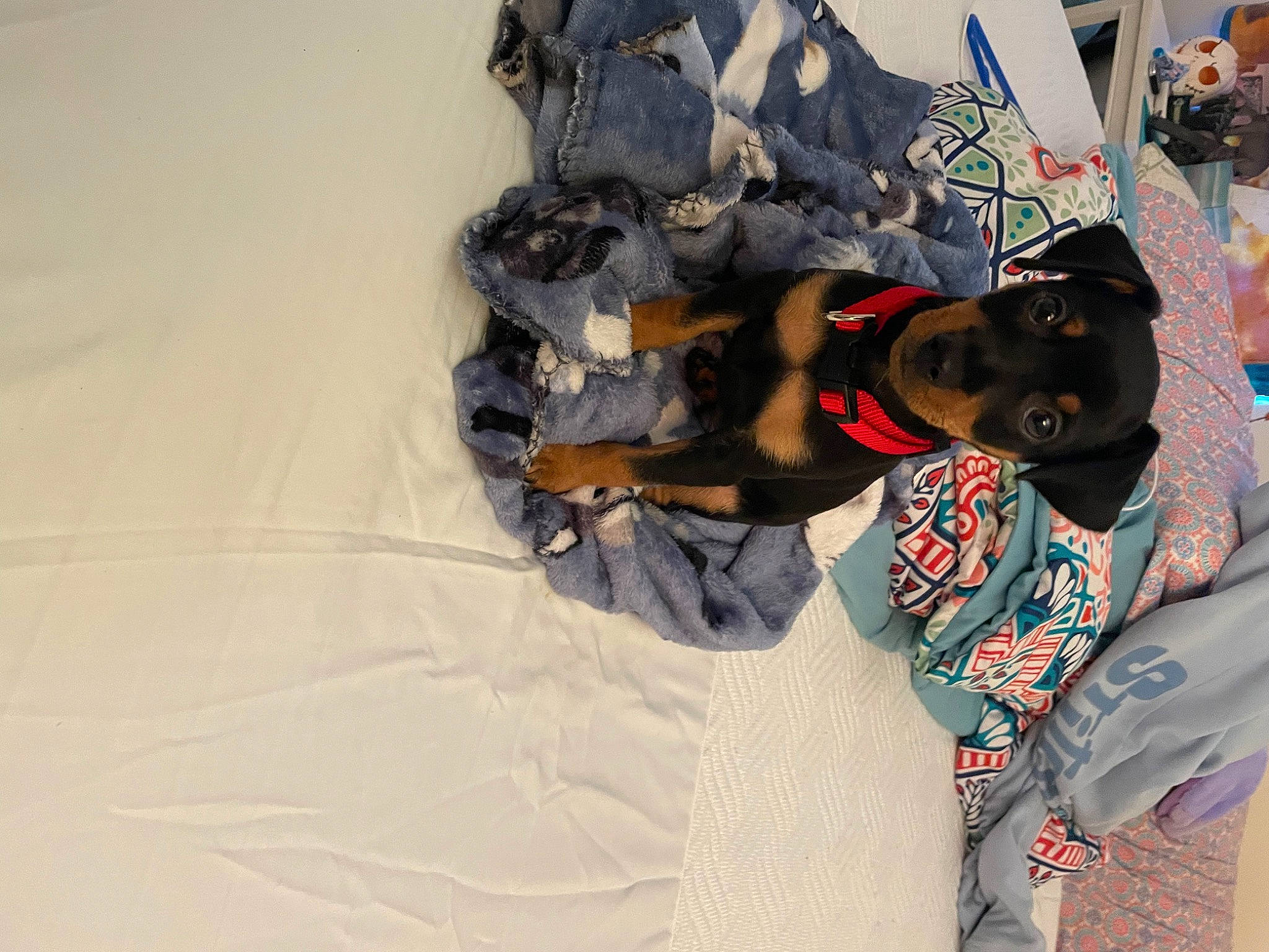 Snickers is registered to the contest to win money with this photo: bag, canidae, carmine, carnivore, comfort, companion_dog, dog, dog_breed, fur, guard_dog, hat, linens, nap, personal_protective_equipment, sleeve, sporting_group