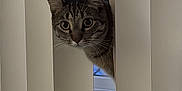 Spiccato joined the competition — help win amazing prizes! cat, tabby, vertical_blinds, window, curious, indoor, peeking, pet, animal, whiskers, ears, face, eyes, home, light, shadow, curtain, feline, mischievous, closeup