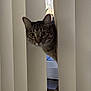 cat, tabby, vertical_blinds, window, curious, indoor, peeking, pet, animal, whiskers, ears, face, eyes, home, light, shadow, curtain, feline, mischievous, closeup