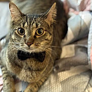 Spiccato is registered to the contest to win money with this photo: cat, tabby, bow_tie, pet, animal, feline, close_up, indoor, quilt, fabric, cute, whiskers, ears, portrait, laying_down, looking_at_camera, domestic_cat, eyes, fur, paws