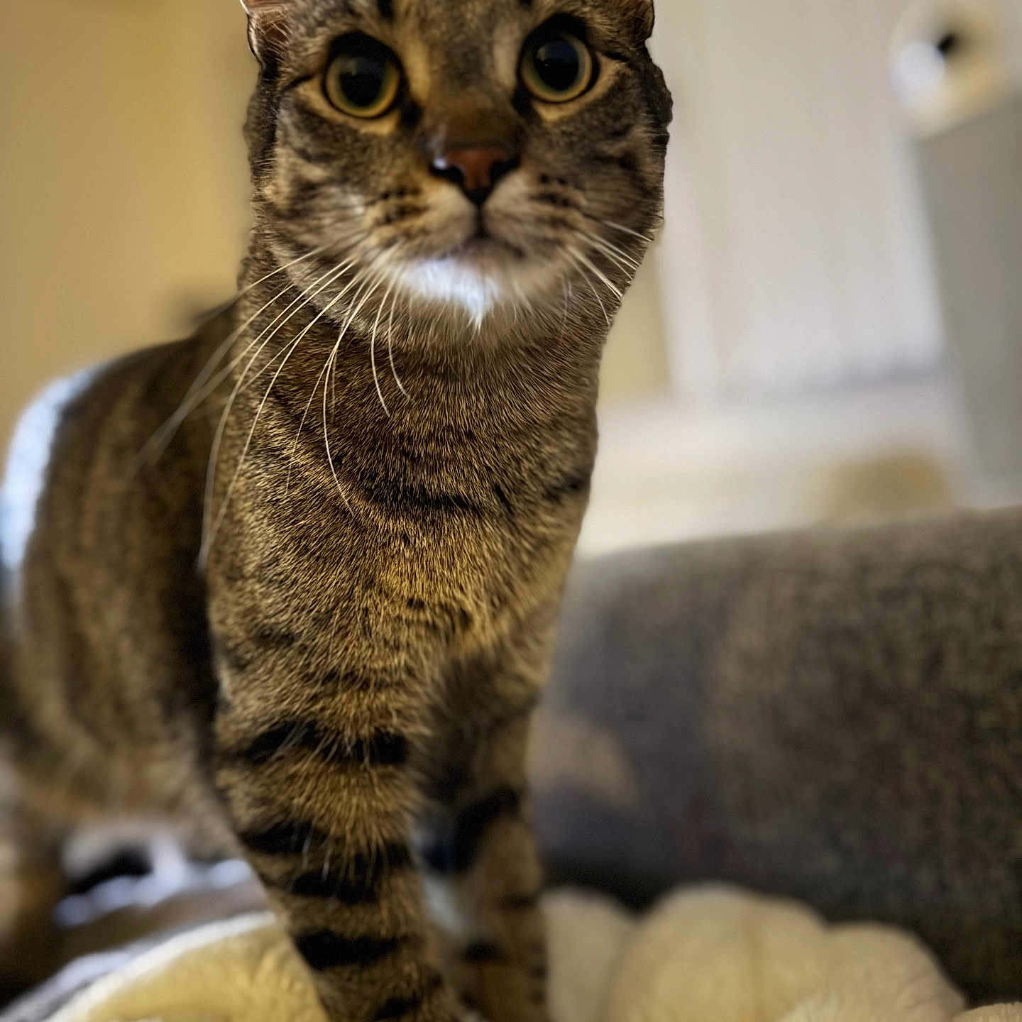 Spiccato joined the competition — help win amazing prizes! alert, animal, blanket, cat, closeup, cozy, curious, cute, domestic, feline, focus, fur, home, indoor, mammal, pet, soft_background, standing, tabby, whiskers