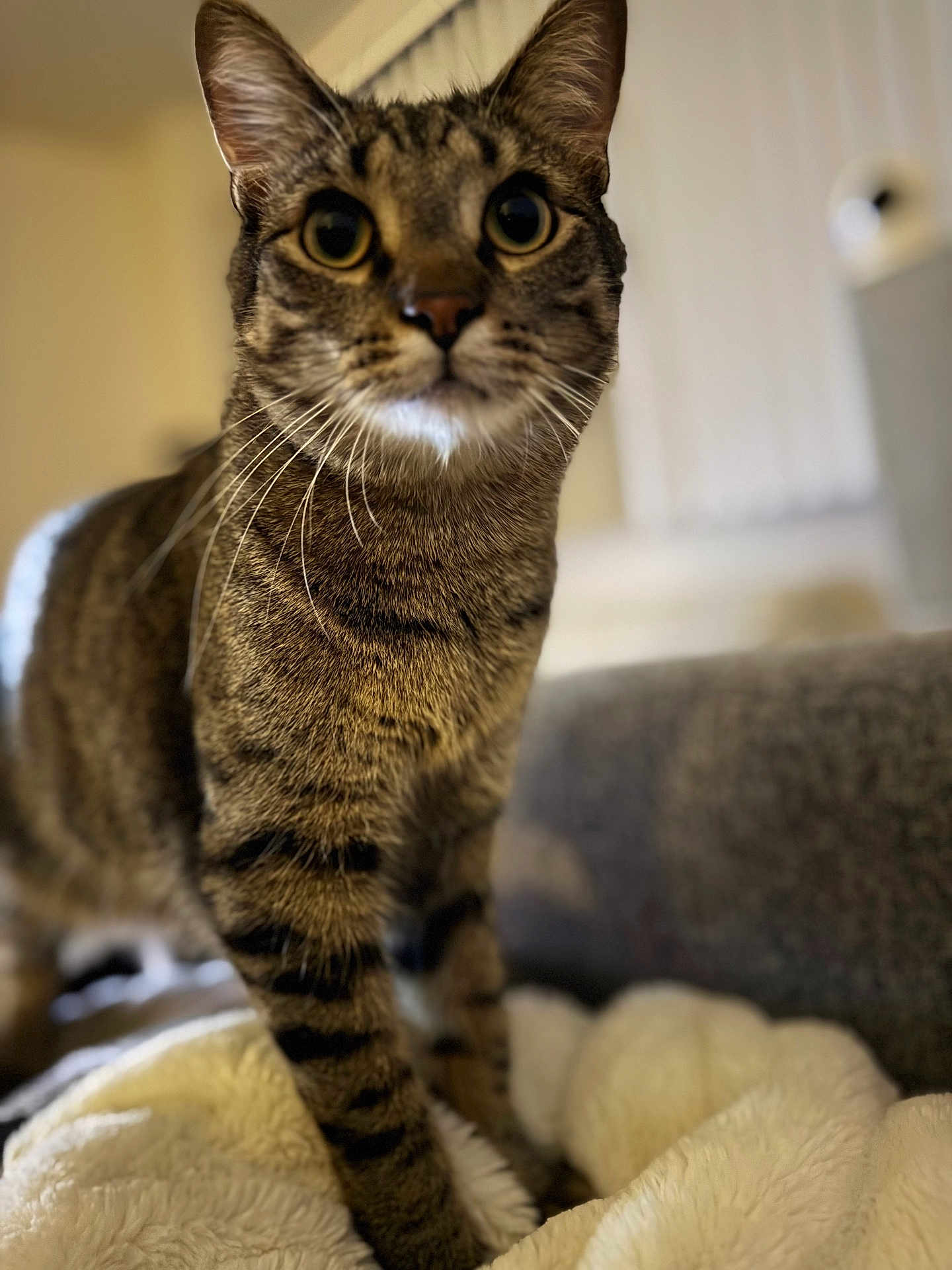 Spiccato joined the competition — help win amazing prizes! alert, animal, blanket, cat, closeup, cozy, curious, cute, domestic, feline, focus, fur, home, indoor, mammal, pet, soft_background, standing, tabby, whiskers
