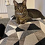 Spiccato joined the competition — help win amazing prizes! cat, tabby, pet, animal, feline, cushion, patterned, indoor, cozy, alert, ears, whiskers, fur, paws, sofa, home, curious, relaxed, resting, living_room