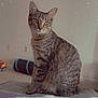 Spiccato joined the competition — help win amazing prizes! cat, tabby, pet, indoor, feline, animal, sitting, curious, eyes, ears, fur, whiskers, tail, carpet, toy, box, home, cozy, vintage_filter, grainy