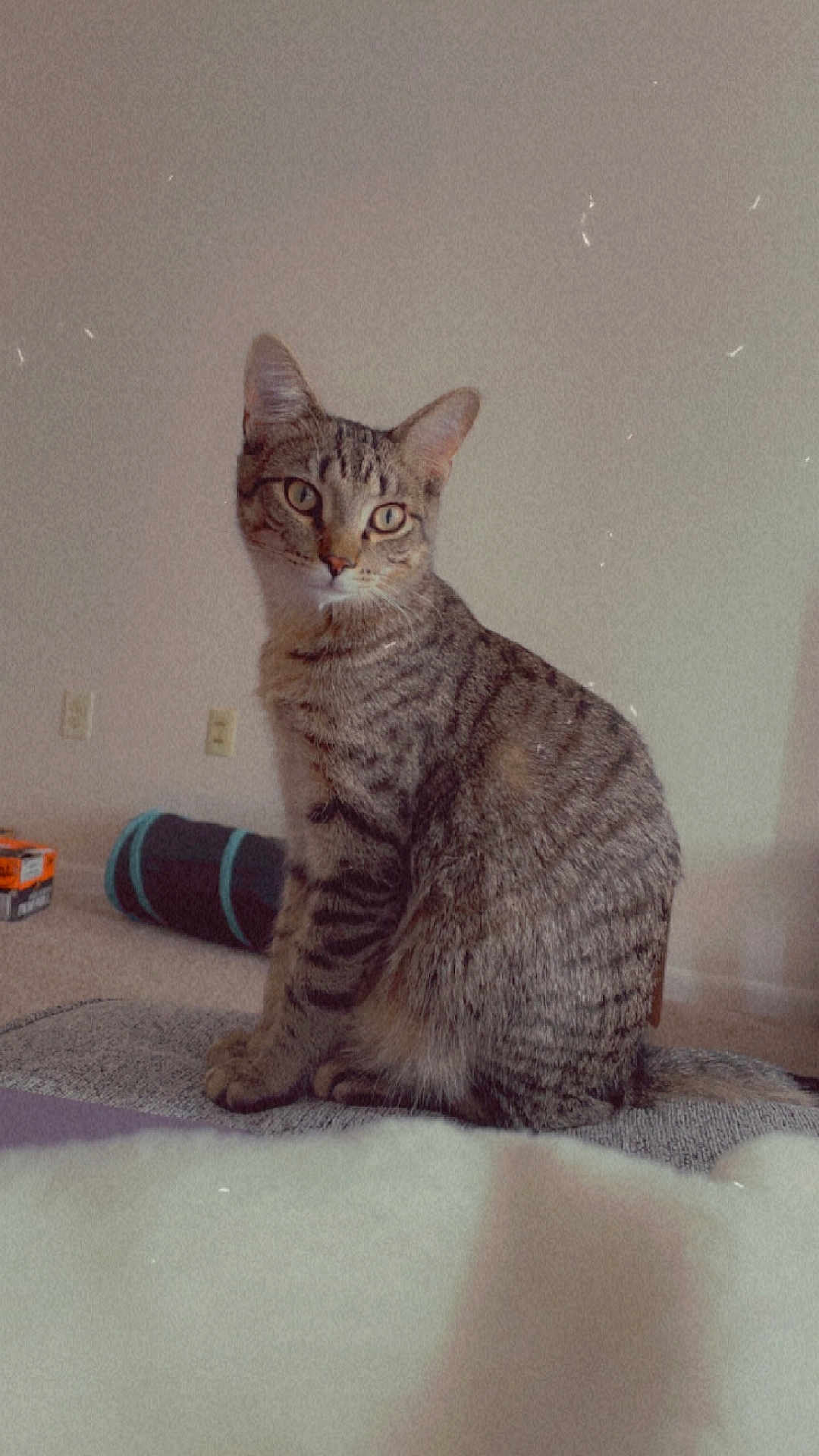 Spiccato joined the competition — help win amazing prizes! cat, tabby, pet, indoor, feline, animal, sitting, curious, eyes, ears, fur, whiskers, tail, carpet, toy, box, home, cozy, vintage_filter, grainy