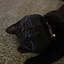 cat, black_cat, pet, collar, bell, close_up, lying_down, fur, whiskers, indoor, animal, mammal, cute, relaxed, texture, soft_focus, portrait, face, paw, sleepy