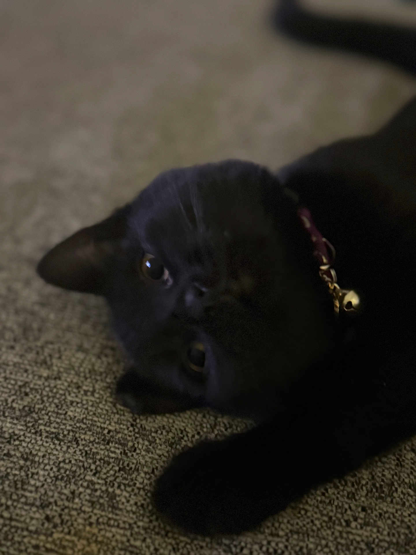 Nyx