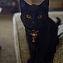 black_cat, cat, pet, indoor, collar, feline, animal, couch, sitting, eyes, blurred_background, home, domestic_animal, furry, whiskers, tail, cute, companion, mammal, soft_focus