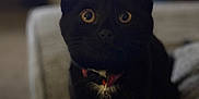 Nyx is registered to the contest to win money with this photo: black_cat, cat, pet, animal, indoor, feline, collar, bell, curious, sitting, wide_eyes, close_up, couch, blurred_background, domestic_animal, whiskers, fur, looking, front_view, companion