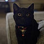 black_cat, cat, pet, animal, indoor, feline, collar, bell, curious, sitting, wide_eyes, close_up, couch, blurred_background, domestic_animal, whiskers, fur, looking, front_view, companion