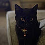 black_cat, cat, pet, animal, indoor, couch, collar, bell, feline, domestic_animal, eyes, sitting, shadow, dim_light, home, cozy, close_up, mystery, cute, companion