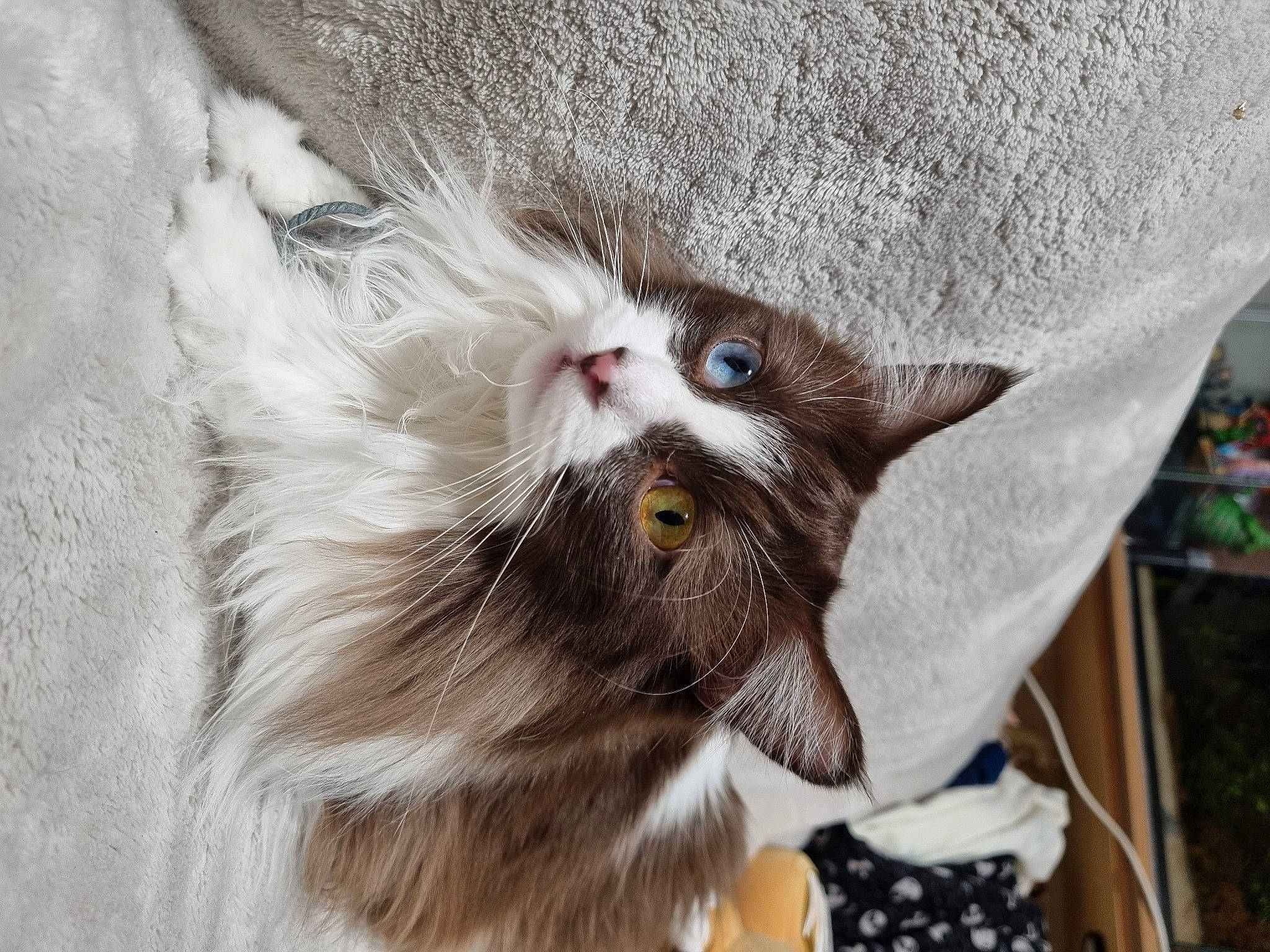 Tycoun a rejoint le concours — aidez-le/la à gagner de superbes lots ! carnivore, cat, claw, domestic_short_haired_cat, fang, felidae, fur, grey, paw, small_to_medium_sized_cats, snout, tail, whiskers