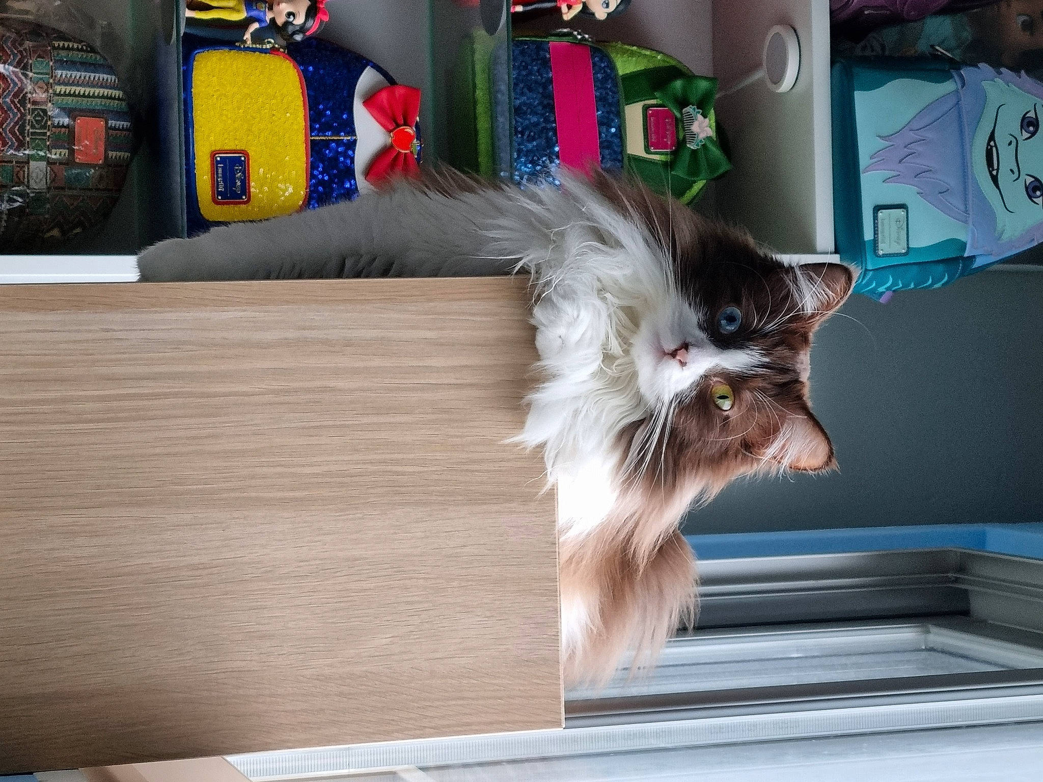 Tycoun a rejoint le concours — aidez-le/la à gagner de superbes lots ! carnivore, cat, claw, companion_dog, domestic_short_haired_cat, felidae, flooring, fur, grey, hardwood, paw, room, shelf, small_to_medium_sized_cats, tail, toy_dog, whiskers, window, wing, wood