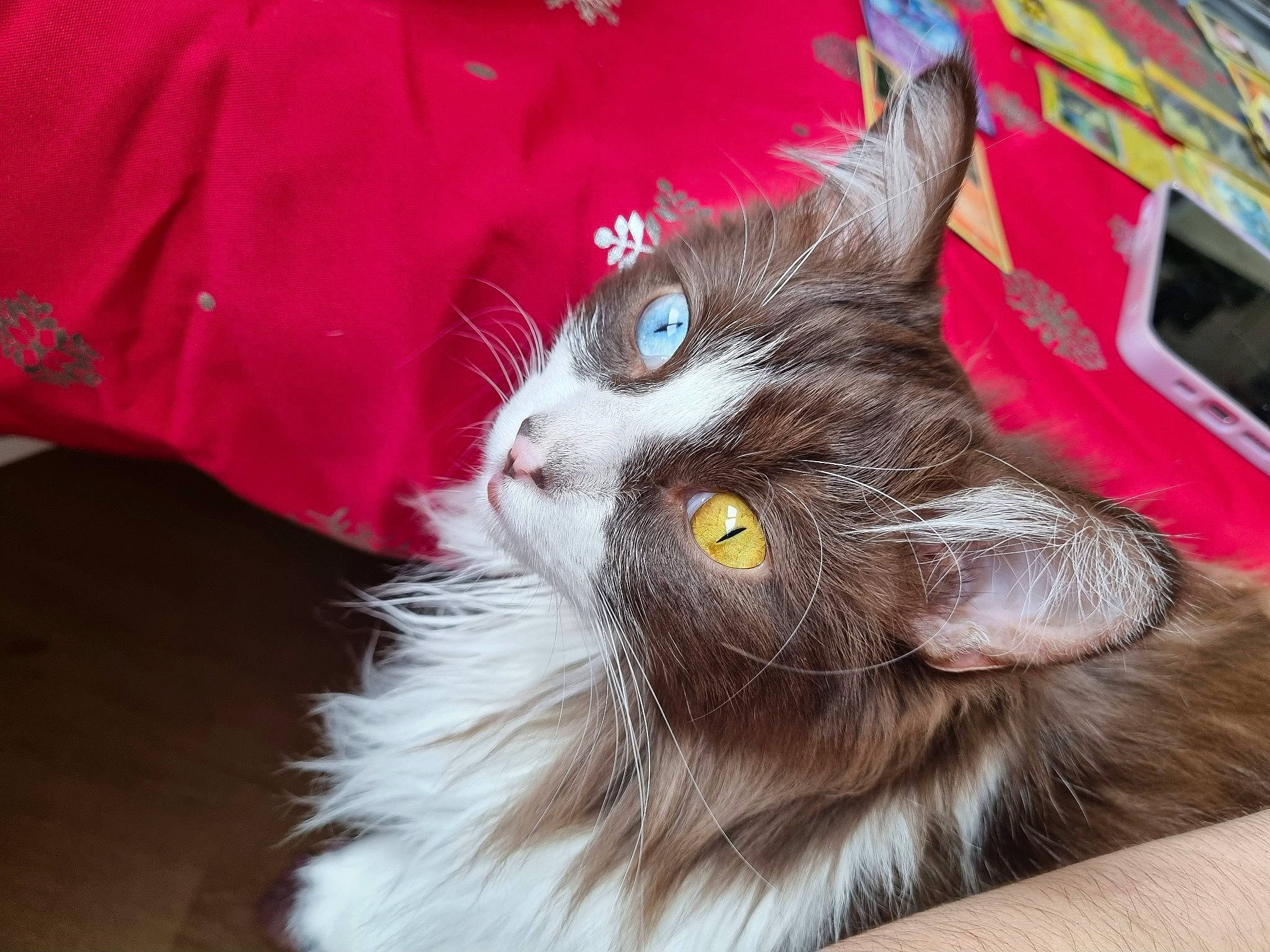 Tycoun a rejoint le concours — aidez-le/la à gagner de superbes lots ! black_cat, carnivore, cat, claw, domestic_short_haired_cat, felidae, fur, paw, small_to_medium_sized_cats, snout, tail, whiskers