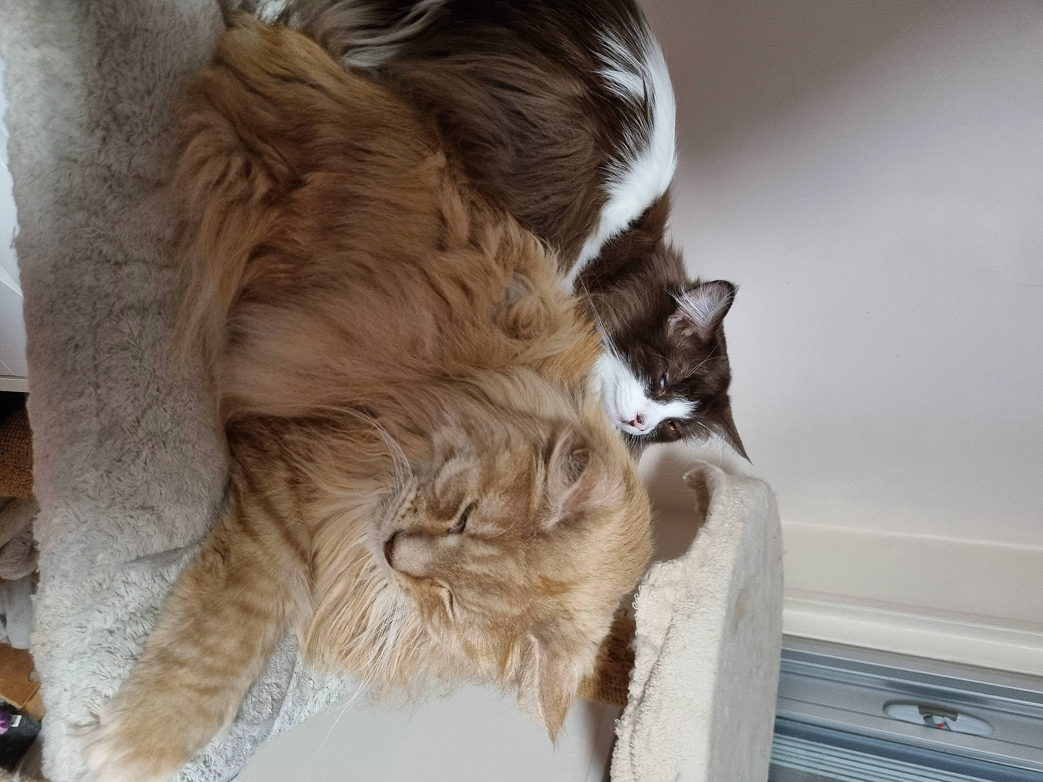 Tycoun participe au concours pour gagner de l'argent avec cette photo : carnivore, cat, claw, comfort, domestic_short_haired_cat, ear, fawn, felidae, fur, liver, nap, paw, sleep, small_to_medium_sized_cats, snout, tail, terrestrial_animal, tree, whiskers, wood