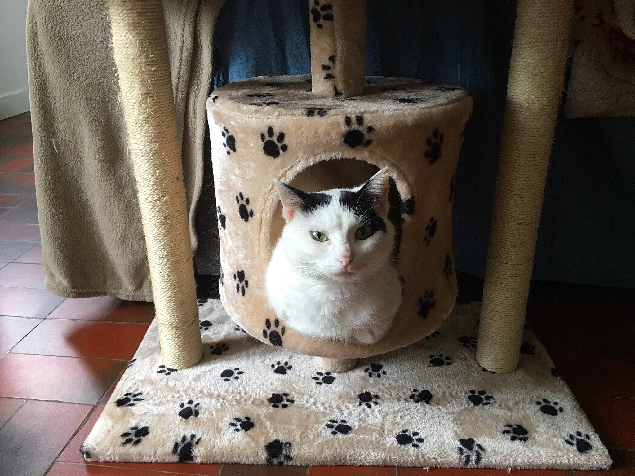 Nalya participe au concours pour gagner de l'argent avec cette photo : bag, black, carnivore, cat, chair, fawn, felidae, floor, flooring, fur, grey, hardwood, linens, luggage_and_bags, paper_bag, pet_supply, small_to_medium_sized_cats, tail, whiskers, wood