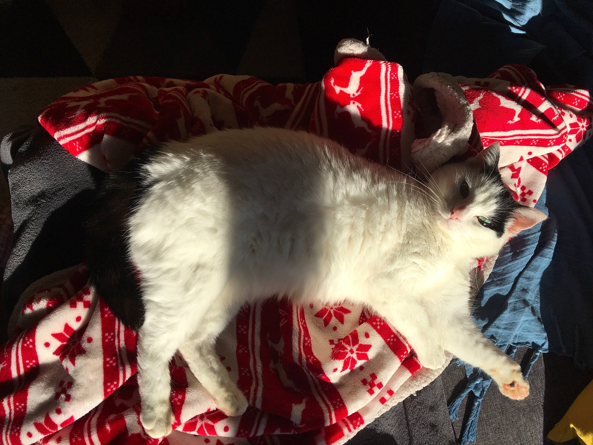 Nalya participe au concours pour gagner de l'argent avec cette photo : canidae, carnivore, cat, claw, companion_dog, dog_breed, domestic_short_haired_cat, event, fang, fawn, felidae, fur, lap, mammal, paw, small_to_medium_sized_cats, snout, sporting_group, tail, whiskers