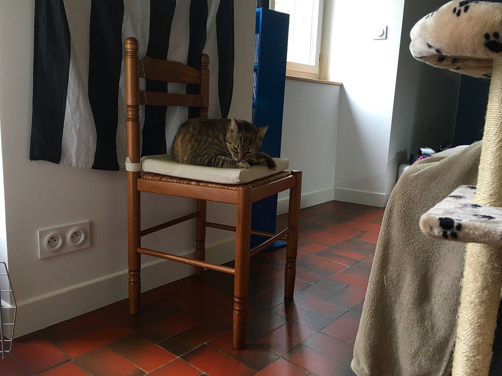 Diva participe au concours pour gagner de l'argent avec cette photo : cat, cat_supply, comfort, felidae, floor, flooring, grey, hardwood, house, interior_design, linens, mammal, property, room, shelving, small_to_medium_sized_cats, table, textile, wood, yellow