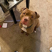 Kingdom joined the competition — help win amazing prizes! dog, brown_dog, pet, carpet, indoor, table, shoe, curious, sitting, looking_up, collar, white_chest, floor, furniture, domestic, companion, canine, animal, home, attention