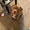 dog, brown_dog, pet, carpet, indoor, table, shoe, curious, sitting, looking_up, collar, white_chest, floor, furniture, domestic, companion, canine, animal, home, attention