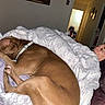 Kingdom joined the competition — help win amazing prizes! dog, sleeping, person, blanket, couch, indoor, brown_dog, resting, relaxation, home, comfort, fur, collar, face, human, pillow, living_room, furniture, blanket_pattern, peaceful