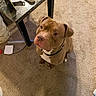 Kingdom joined the competition — help win amazing prizes! dog, brown_dog, pet, carpet, indoor, table, footwear, sitting, looking_up, collar, floor, furniture, domestic_animal, canine, attention, cute, household, companion, animal, flooring