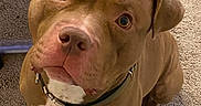 Kingdom joined the competition — help win amazing prizes! dog, brown_dog, pet, animal, canine, collar, indoor, carpet, looking_up, sitting, ears, nose, paws, white_chest, fur, cute, companion, domestic_animal, alert, friendly