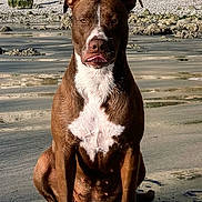Yüna participe au concours pour gagner de l'argent avec cette photo : dog, beach, sand, rock, cliff, outdoor, animal, pet, brown, white, tongue, sitting, nature, sunlight, daytime, canine, shore, coast, wildlife, mammal