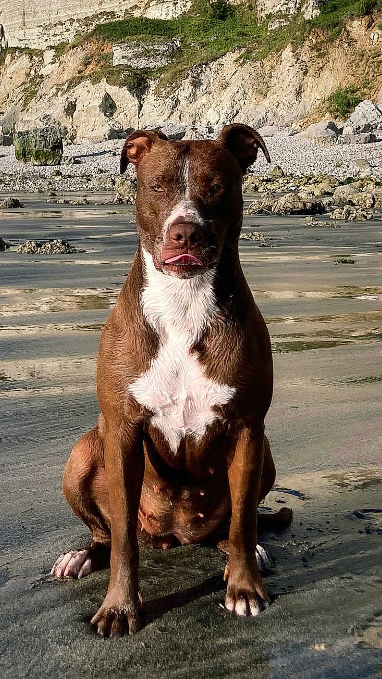 Yüna participe au concours pour gagner de l'argent avec cette photo : dog, beach, sand, rock, cliff, outdoor, animal, pet, brown, white, tongue, sitting, nature, sunlight, daytime, canine, shore, coast, wildlife, mammal